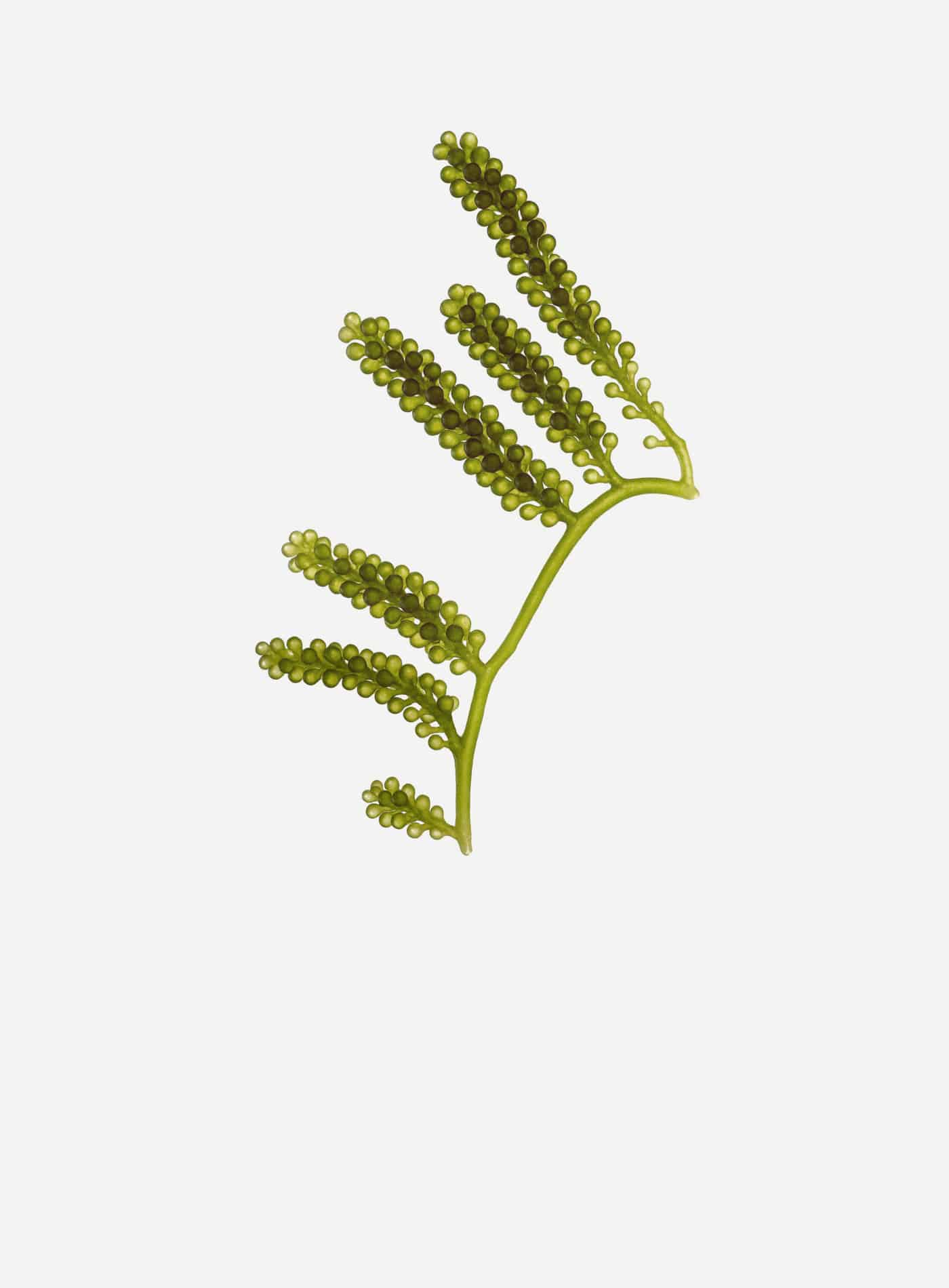 With U | Sea Glow Instant Mask 250ml