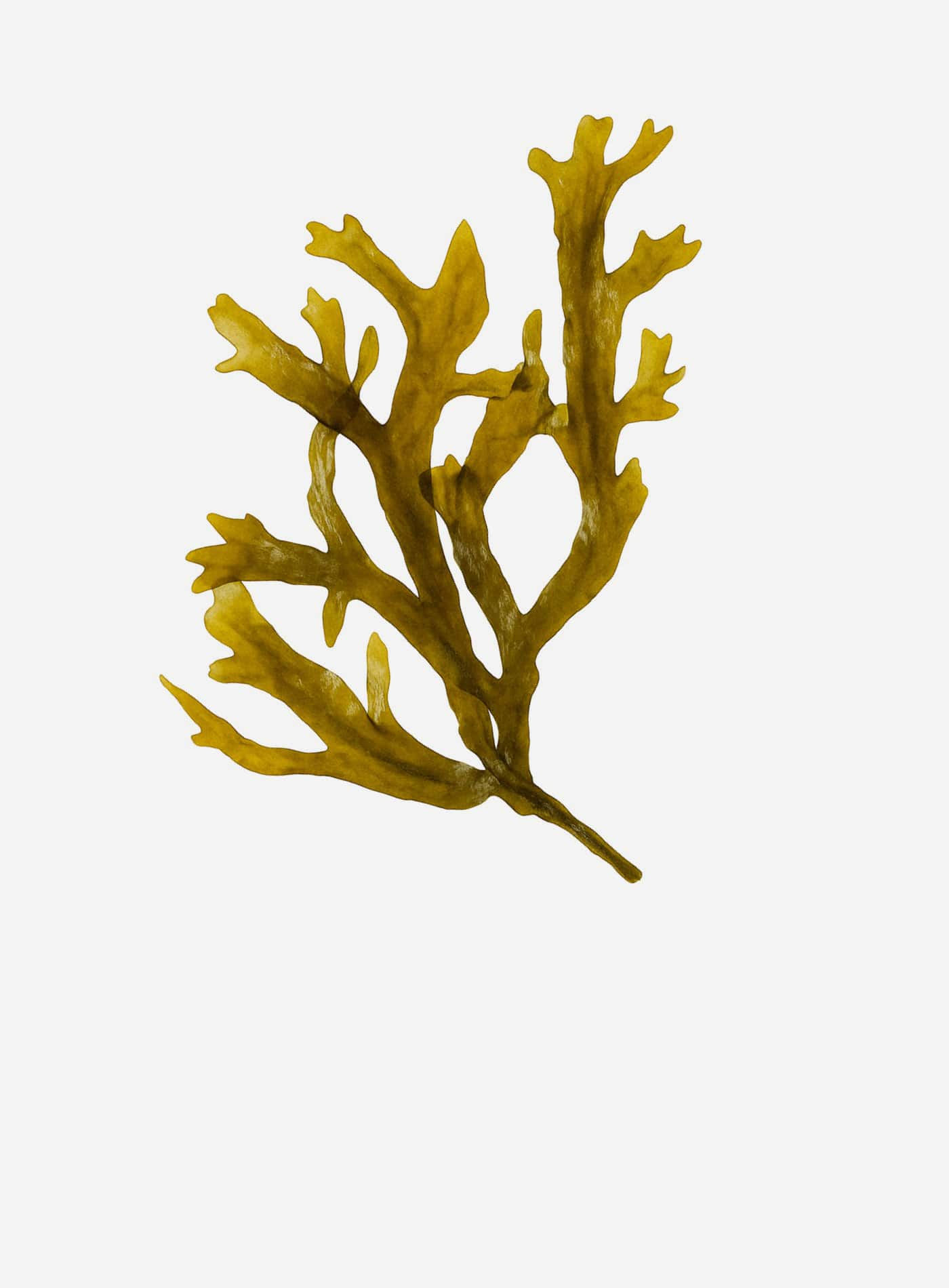 With U | Breezy champú diario 250ml